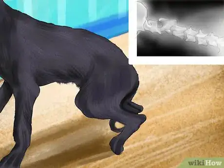 Image titled Prepare for Breed Specific Health Problems in Dogs Step 5