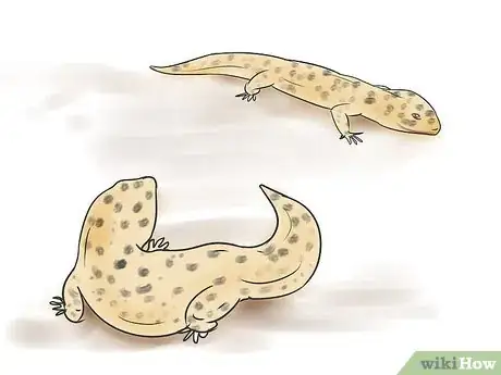 Image titled Breed Leopard Geckos Step 5
