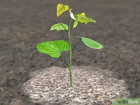 Image titled Plant Redbud Trees Step 8