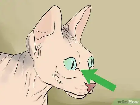 Image titled Identify a Sphynx Cat Step 3