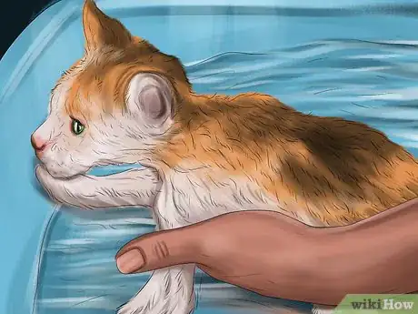 Image titled Treat Seasonal Allergies in Cats Step 6