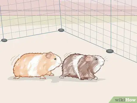 Image titled Help Two Guinea Pigs Get Along Step 9