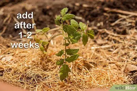 Image titled Grow a Tomato Plant Step 13