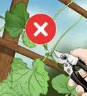 Prune Cucumber Plants
