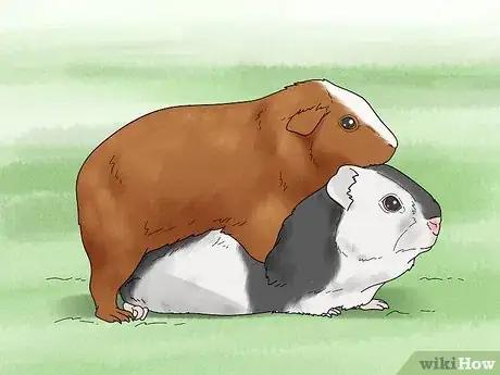 Image titled Choose a Guinea Pig for Breeding Step 18