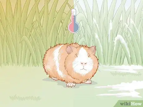 Image titled Care for an Outdoor Guinea Pig Step 3