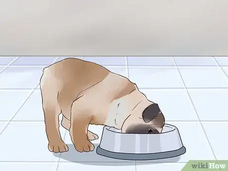 Image titled Socialize Orphaned Newborn Puppies Step 7