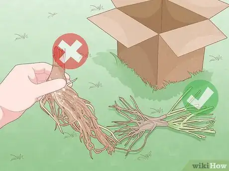 Image titled Plant Roots Step 2