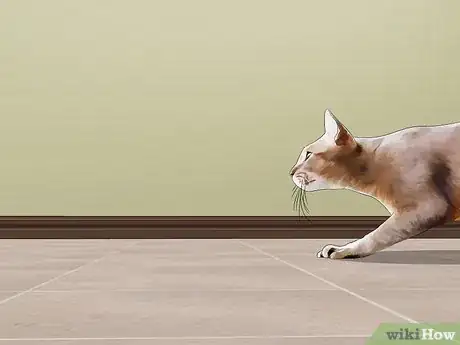 Image titled Get Rid of Rats Step 1