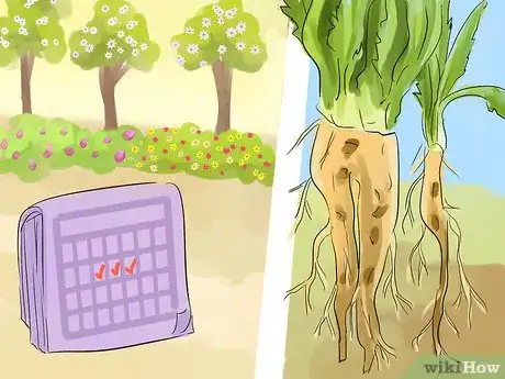 Image titled Harvest and Use Dandelion Roots Step 2