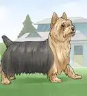 Identify a Silky Terrier
