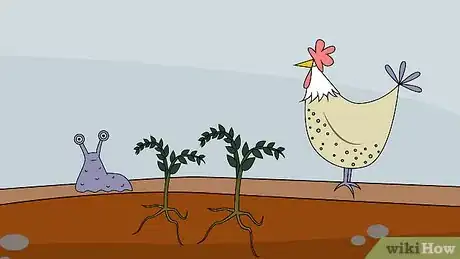 Image titled Grow a Tomato Plant Step 21