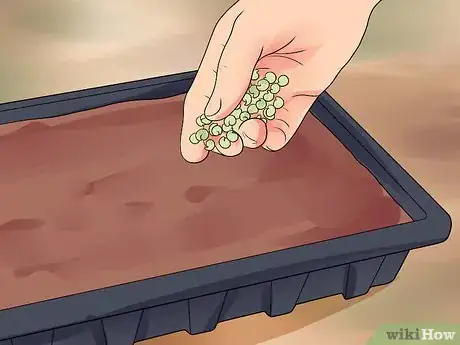 Image titled Grow Cleome Step 3