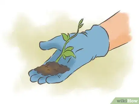 Image titled Grow Passion Fruit Step 9