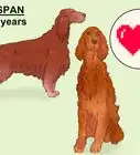 Identify an Irish Setter