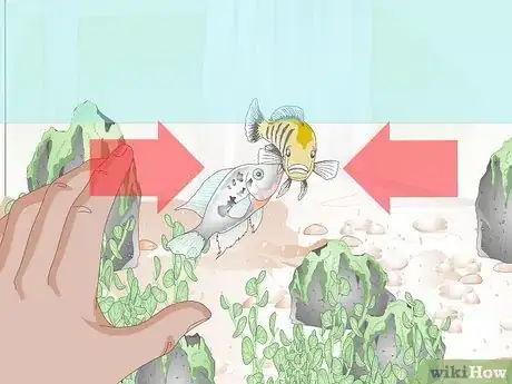 Image titled Buy Fish for an Aggressive Freshwater Aquarium Step 9