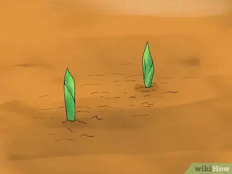 Image titled Grow Cannas Step 9