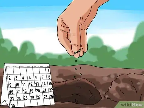 Image titled Grow Sorrel Step 4