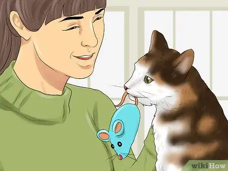 Image titled Take Care of an American Wirehair Cat Step 11
