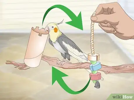 Image titled Entertain a Cockatiel Step 5