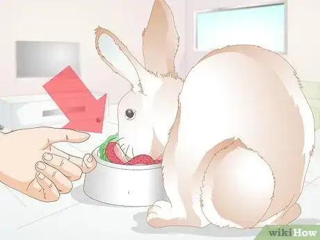 Image titled Treat Dental Problems in Rabbits Step 8