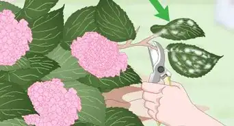 Keep Hydrangeas Alive