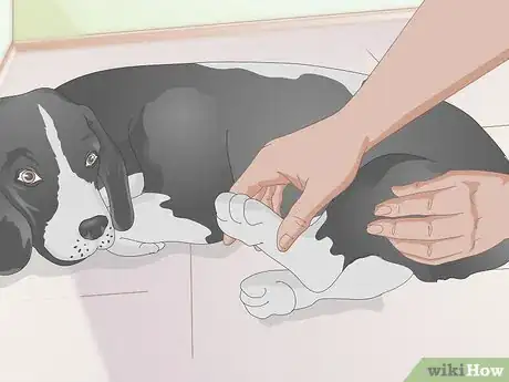 Image titled Rehabilitate Orthopedic Injuries in Dogs Step 4