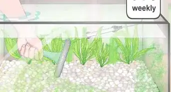 Set up a Planted Goldfish Aquarium