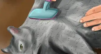 Diagnose and Treat Vitamin A Toxicity in Cats