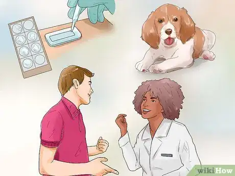 Image titled Care for English Springer Spaniels Step 20