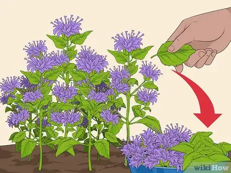 Image titled Grow Bergamot Step 7