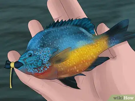 Image titled Catch Bluegill Step 15