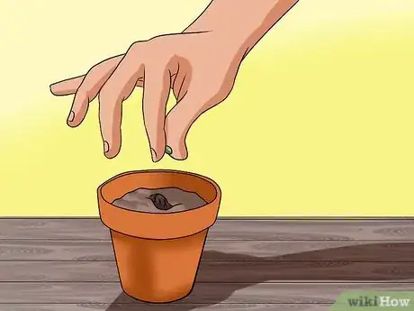 Image titled Grow Coleus Step 3