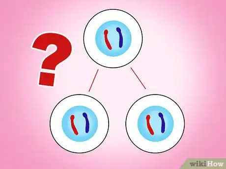 Image titled Differentiate Between Mitosis and Meiosis Step 2