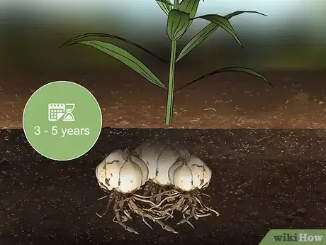 Image titled Grow Tiger Lilies Step 14