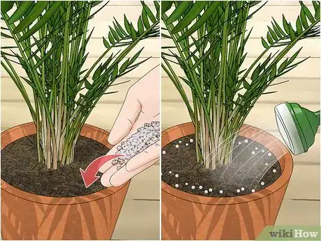 Image titled Plant an Areca Palm Step 16