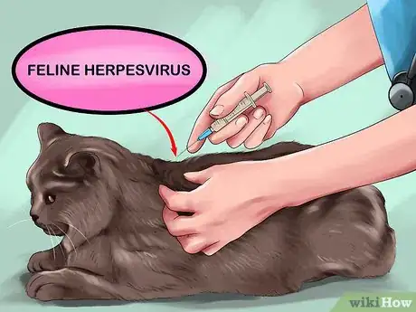 Image titled Treat Keratitis in Cats Step 10