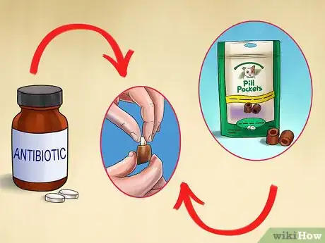 Image titled Treat Prostate Disease in Intact Male Dogs Step 7