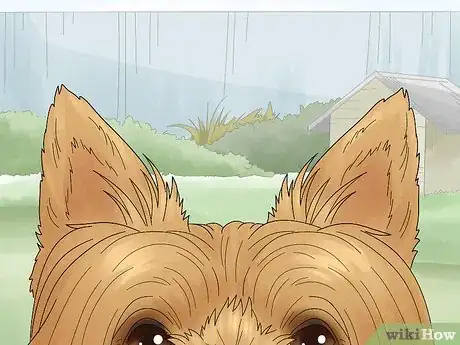 Image titled Identify a Silky Terrier Step 4