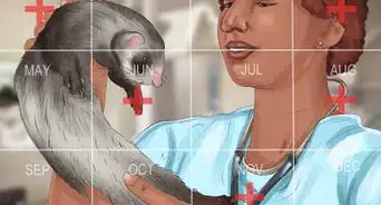 Diagnose Heart Disease in Ferrets