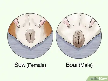 Image titled Choose a Guinea Pig for Breeding Step 13