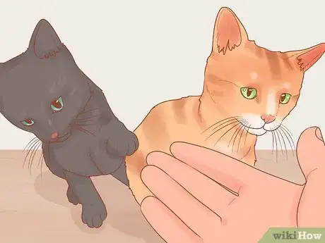 Image titled Adopt a Pair of Kittens Step 3