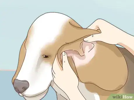 Image titled Care for Basset Hounds Step 10