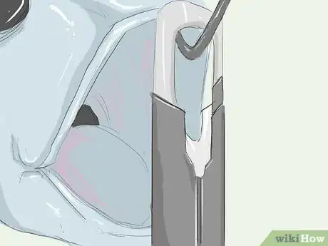 Image titled Disgorge a Fish Step 3