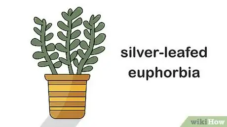 Image titled Grow Euphorbia Step 1