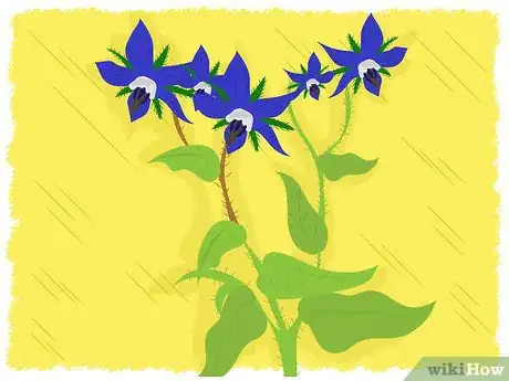 Image titled Grow Borage Step 6