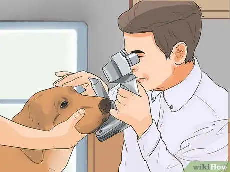 Image titled Diagnose Cataracts in Labrador Retrievers Step 7