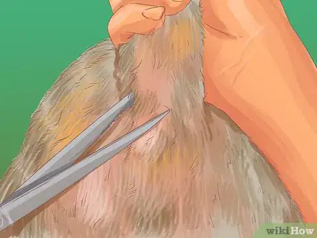 Image titled Help a Dog with Sleep Incontinence Step 16