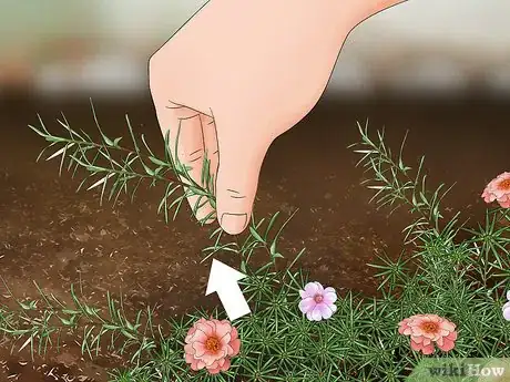 Image titled Grow Moss Rose Step 23