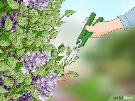 Image titled Keep Rats Away Step 11